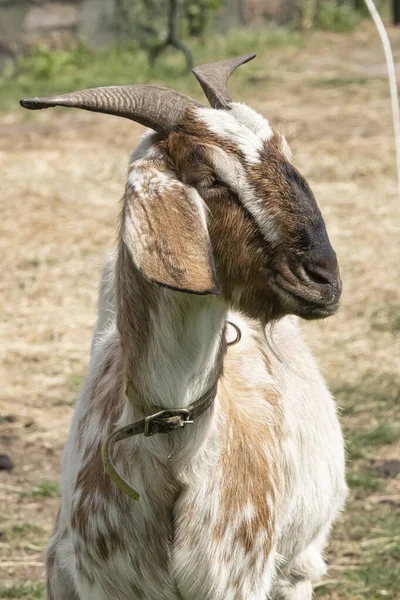 Funny Face Brown White Horned Goat Portrait Head — Stock Photo, Image