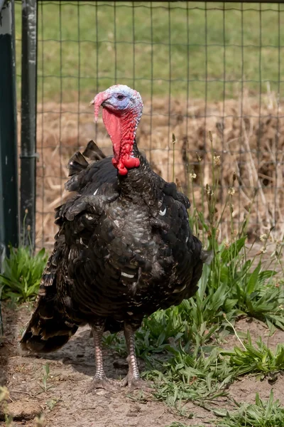 Black Spanish of Norfolk Black turkey. Black a turkey bird stands on background of grass.