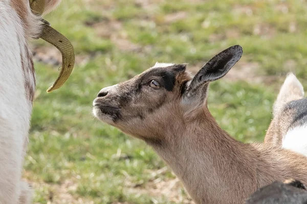 Een Bruine Witte Zwarte Gehoornde Baby Geit Kind Staande Het — Stockfoto