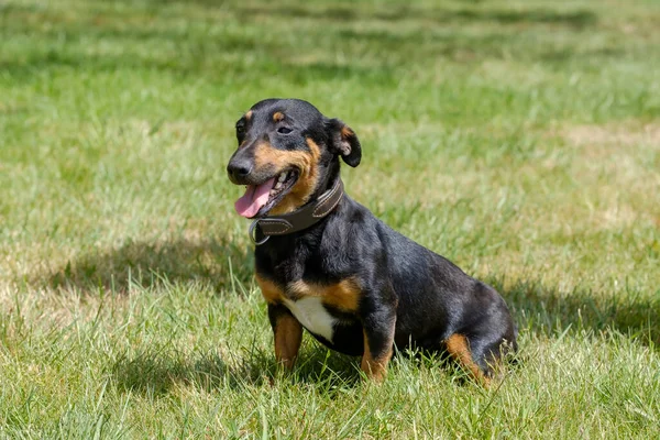 Zwart Bruin Jack Russell Terrier Poseren Het Volle Lichaam Zit — Stockfoto