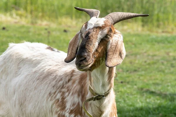 Faccia Buffa Una Capra Bruna Cornuto Bianco Ritratto Testa — Foto Stock