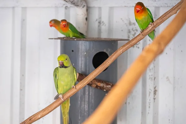 Green parakeet, red beak, sits on a branch, Two Fischer\'s Lovebird in background. Selective focus.