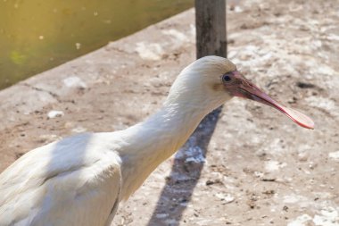 Afrikalı kaşık gagalı kafa, gölgede duruyor..