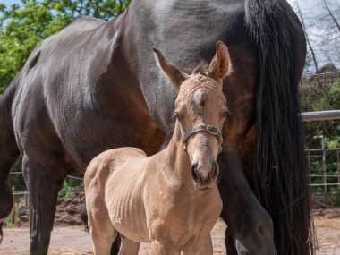 Annesinin yanında duran küçük sarı bir tay. Gün boyunca kırsal bir alanda..