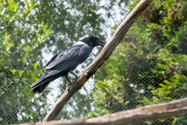 Pied Crow Corvus Albus Стоя Земле Дереве Вид Стороны Взрослой — стоковое фото
