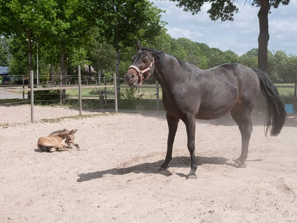 Brown adult horse and yellow stallion foal together in a horse arena. The foal is in the sand.