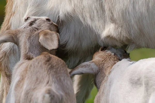 Paar Kleine Geitjes Geiten Drinken Melk Van Moeder Het Voorjaar — Stockfoto
