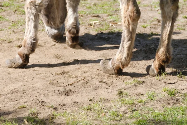 Parte Burro Pêlo Comprido Pastando Prado Verde Uma Fazenda Cascos — Fotografia de Stock