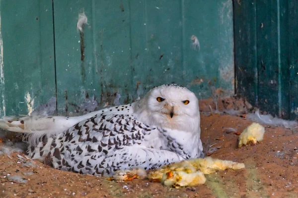 Schneeeule Sitzt Inmitten Einer Mahlzeit Aus Gelben Küken — Stockfoto