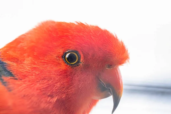 Portrait Red Parrot Soft White Background — Stock Photo, Image