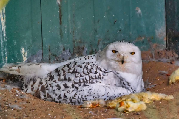 Schneeeule Sitzt Inmitten Einer Mahlzeit Aus Gelben Küken — Stockfoto