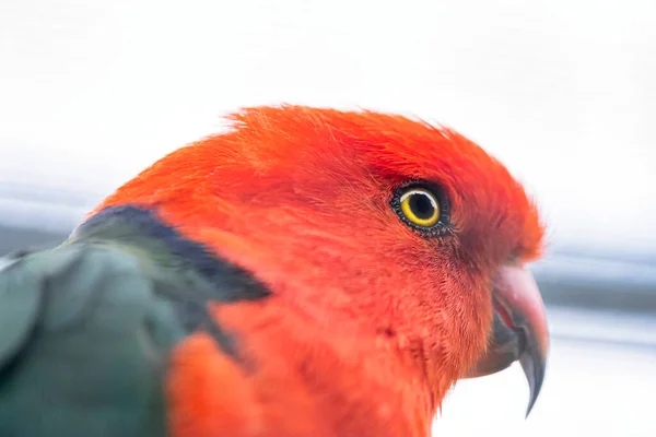 Ritratto Pappagallo Rosso Fondo Bianco — Foto Stock