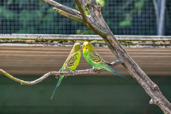 Two Green Parakeets Budgeriager Red Beak Sit Branch Selective Focus — Stock Photo, Image