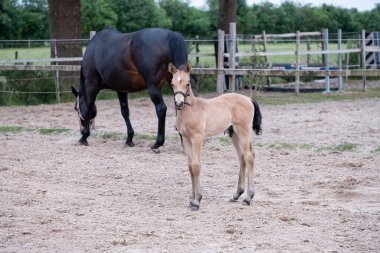 Küçük kahverengi bir tay, atının annesinin yanında durduğu gün boyunca kırsal bir arazide..