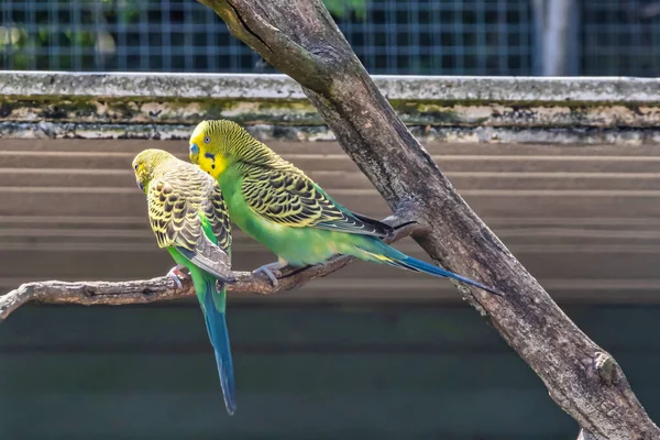Two Green Parakeets Budgeriager Red Beak Sit Branch Selective Focus — Stock Photo, Image