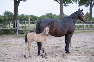Küçük kahverengi bir tay, atının annesinin yanında durduğu gün boyunca kırsal bir arazide..