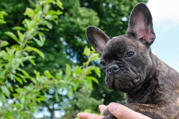 Ein Kopf Einer Niedlichen Braunen Und Schwarzen Gestromten Französischen Bulldogge — Stockfoto