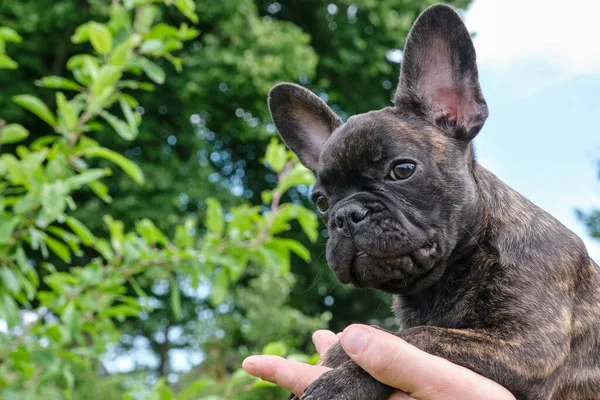 Ein Kopf Einer Niedlichen Braunen Und Schwarzen Gestromten Französischen Bulldogge — Stockfoto