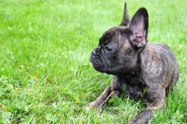 Şirin, kahverengi ve siyah bir Fransız Bulldog köpeği kırışık suratında sevimli bir ifadeyle çimlerin üzerinde yatıyor..
