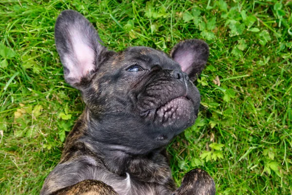 Ein Niedliches Braun Schwarzes Porträt Einer Französischen Bulldogge Liegt Auf — Stockfoto
