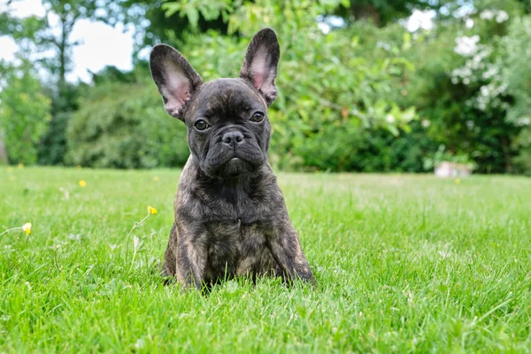 Mignon Bouledogue Francais Brun Noir Adorable Chiot Joue Dans Herbe Image Libre De Droit Par Dasyadasya C Mignon Bouledogue Francais Brun Noir Adorable Chiot Joue Dans Herbe Image Libre De Droit Par Dasyadasya C