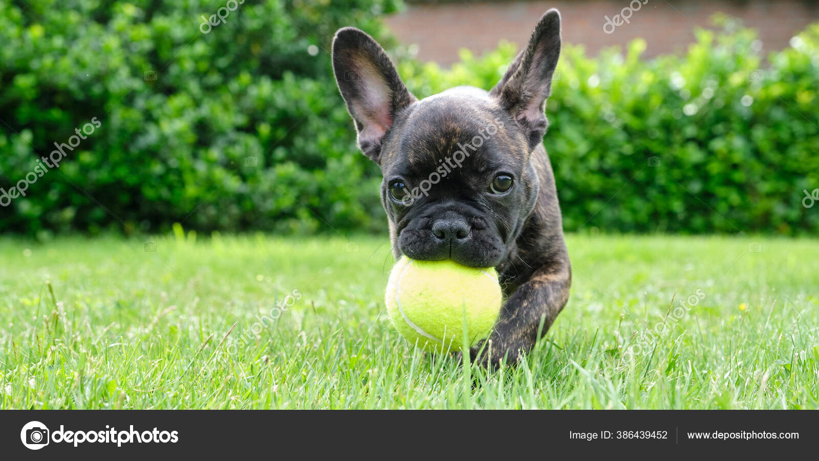 Mignon Bouledogue Francais Brun Noir Adorable Chiot Joue Dans Herbe Image Libre De Droit Par Dasyadasya C Mignon Bouledogue Francais Brun Noir Adorable Chiot Joue Dans Herbe Image Libre De Droit Par Dasyadasya C
