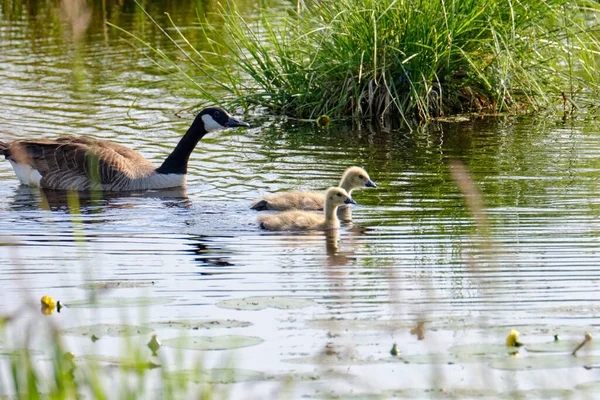 Kanadagås Med Nykläckta Kycklingar Badande Vattnet Mjuka Gula Kycklingar — Stockfoto