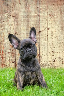 Şirin bir köpek yavrusu kahverengi ve siyah bir buldog, ahşap bir arka planda, birleşik bir fotoğraf.