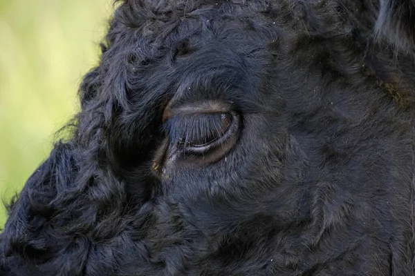 Gros Plan Une Partie Tête Une Vache Noire Des Highlands — Photo
