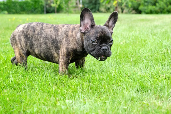 Ein Süßer Entzückender Brauner Und Schwarzer Französischer Bulldoggen Welpe Steht — Stockfoto