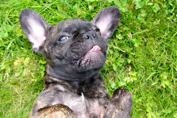 Ein Niedliches Braun Schwarzes Porträt Einer Französischen Bulldogge Liegt Auf — Stockfoto