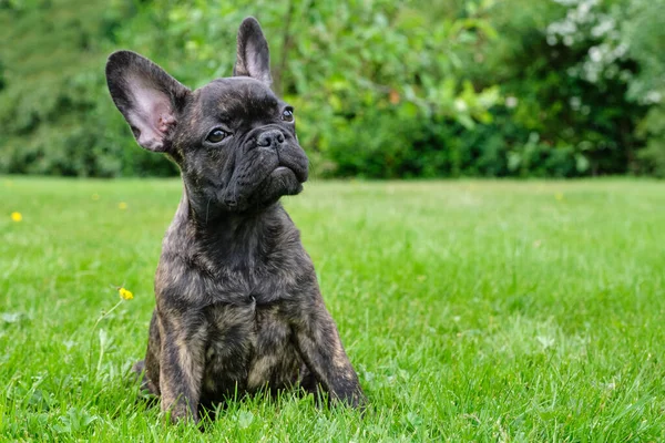 Valp Svart Brynja Fransk Bulldogg Sitter Gräset Naturlig Bakgrund — Stockfoto