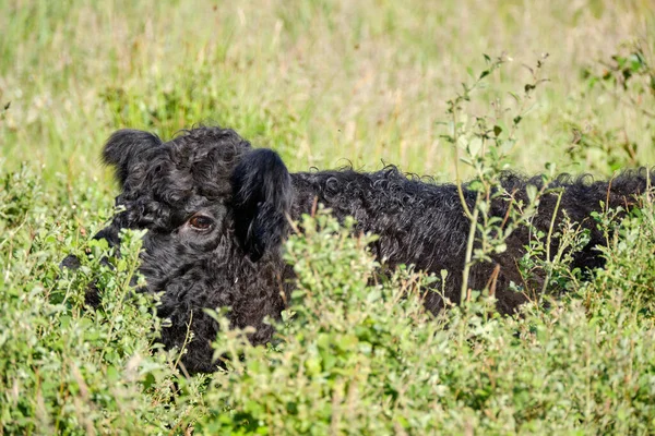 Close-up of a black Highland cattle cow Is eating in very tall grass. Cattle come in different colors and this is an example of a black coated one.