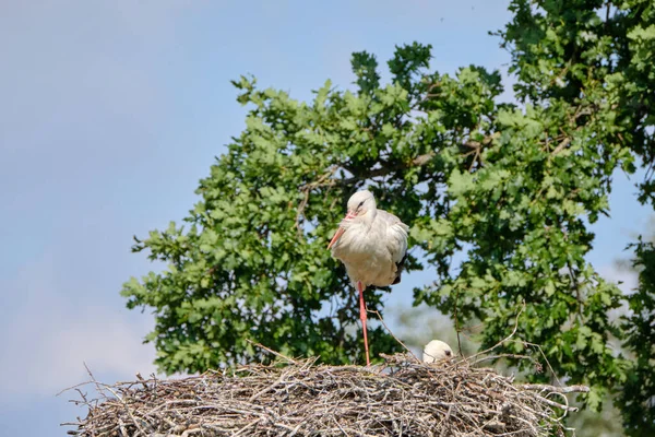 Ninho Cegonha Fundo Natural Verde Cegonha Com Bebê Cegonha Nest — Fotografia de Stock