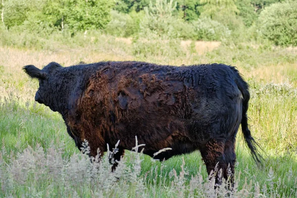 Close Black Highland Cattle Cow Eating Very Tall Grass Cattle — Stock Photo, Image