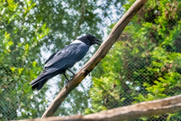 Pied Crow Corvus Albus Pie Una Rama Vista Lateral Pájaro — Foto de Stock