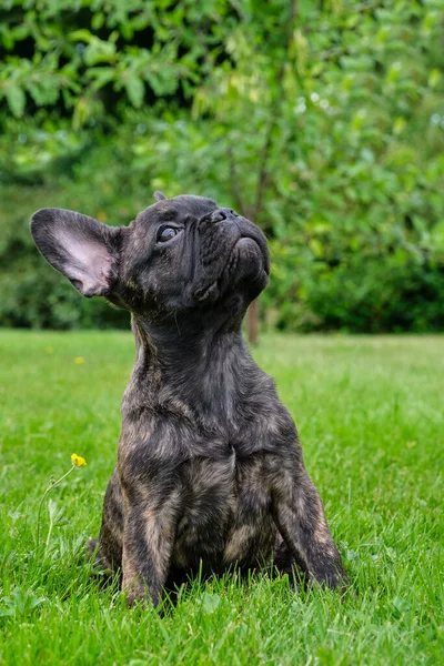 Filhote Cachorro Preto Marrom Brindle Bulldog Francês Sentado Grama Olhando — Fotografia de Stock