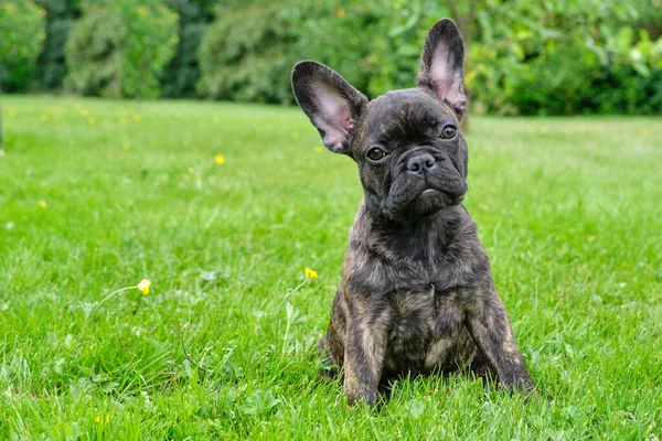 Yavru siyah kahverengi brindle Fransız bulldog 'u çimlerin üzerinde oturuyor. Doğal arkaplan.