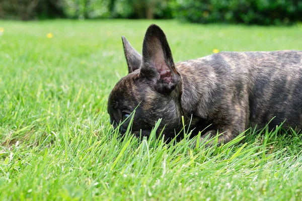 Cute Adorable Brown Black French Bulldog Dog Lying Grass Cute — Stock Photo, Image