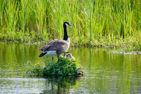 Canada Goose Her Nest Two Recently Hatched Chicks Nest Built — Stock Photo, Image