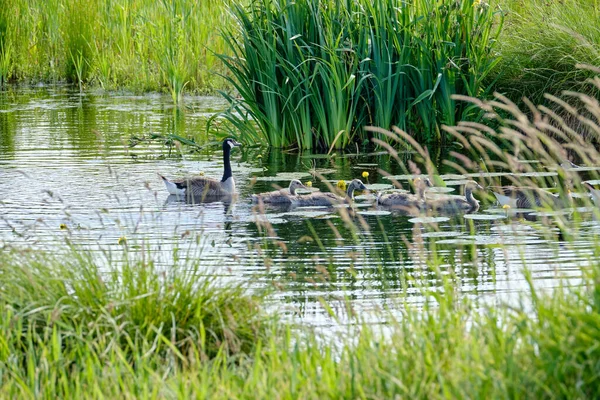 Kanada Gås Med Nykläckta Kycklingar Simmar Vattnet Fyra Mjuka Kycklingar — Stockfoto