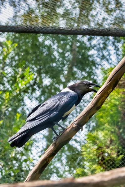 Pied Crow Corvus Albus Pie Una Rama Vista Lateral Pájaro — Foto de Stock