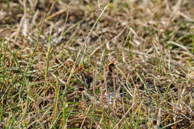 Çim ve yonca yaprakları üzerinde uğur böceği olan güzel bir doğa geçmişi var. Yazın açık hava, yakın çekim makrosu. Tasarım şablonu.
