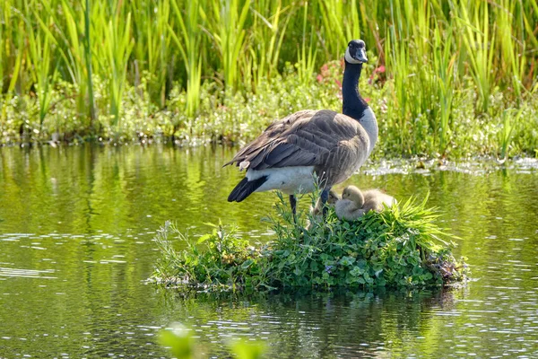 Canada Goose Her Nest Two Recently Hatched Chicks Nest Built — Stock Photo, Image