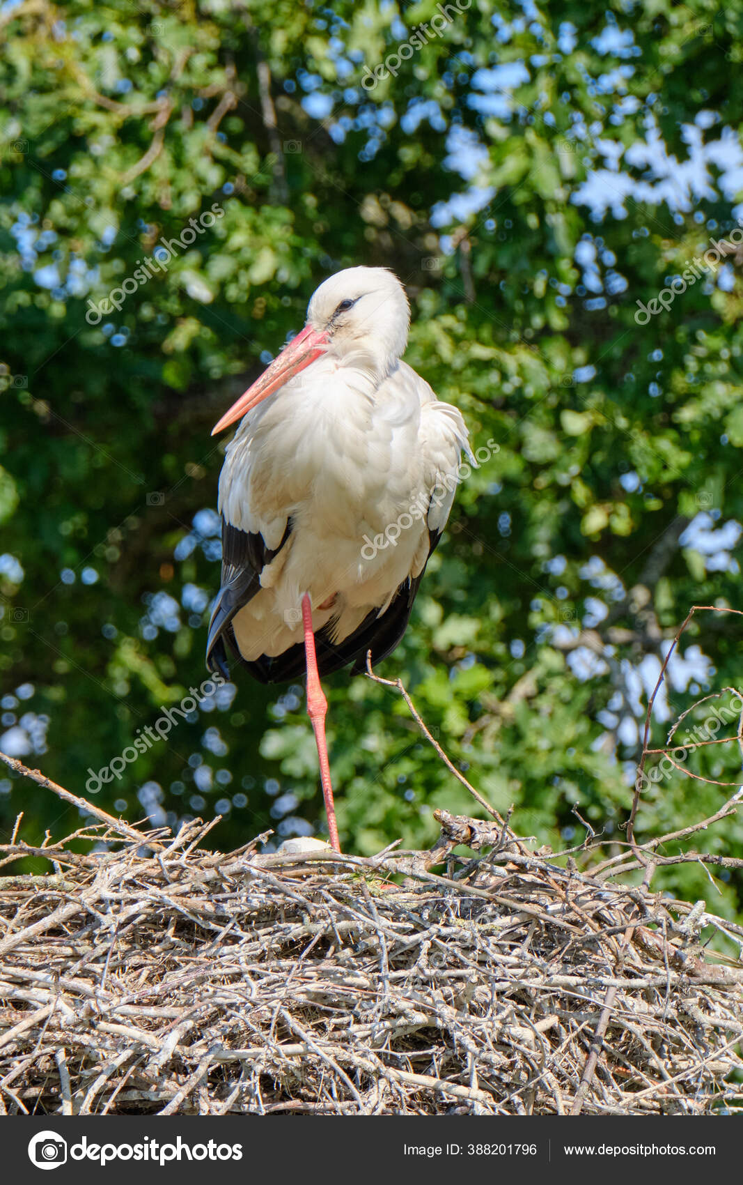 A Stork Stands In Its Nest On One Leg Fresh Green Leafs And A Blue Sky In Background Copy Space Stock Photo By C Dasyadasya 388201796