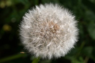 Yaşam döngülerinin sonunda olan karahindibanın yakın çekimi, yukarıdan bakıldığında gelecek mevsime kadar çiçek açmayı sürdürdü..