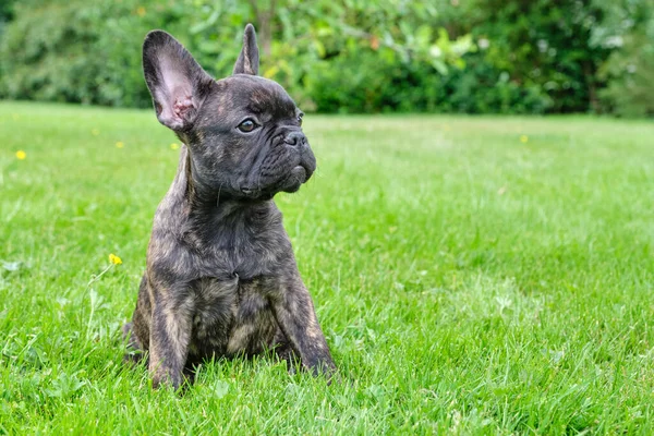 Welpe Schwarz Braun Gestromt Französische Bulldogge Sitzt Gras Natürlicher Hintergrund — Stockfoto