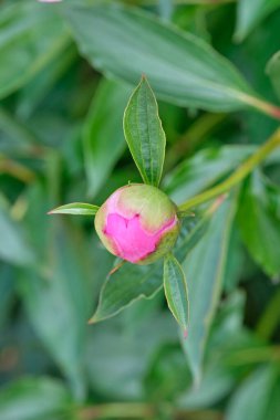 Pembe şakayıklar. Pembe şakayık makro fotoğraf. Burgundy şakayık çiçeği. Bahçedeki pembe şakayıklara yakın çekim, şakayık çiçeği. Seçici odaklanma. Sığ alan derinliği.