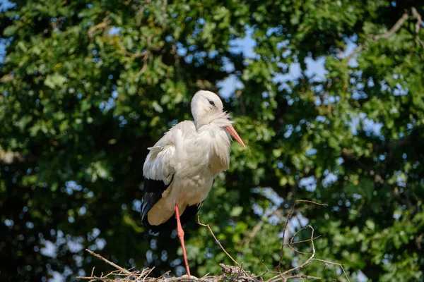 Stork Stands Its Nest One Leg Fresh Green Leafs Blue — Stock Photo, Image