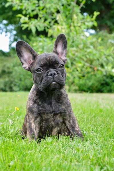 Yavru Siyah Kahverengi Brindle Fransız Bulldog Çimlerin Üzerinde Oturuyor Doğal — Stok fotoğraf